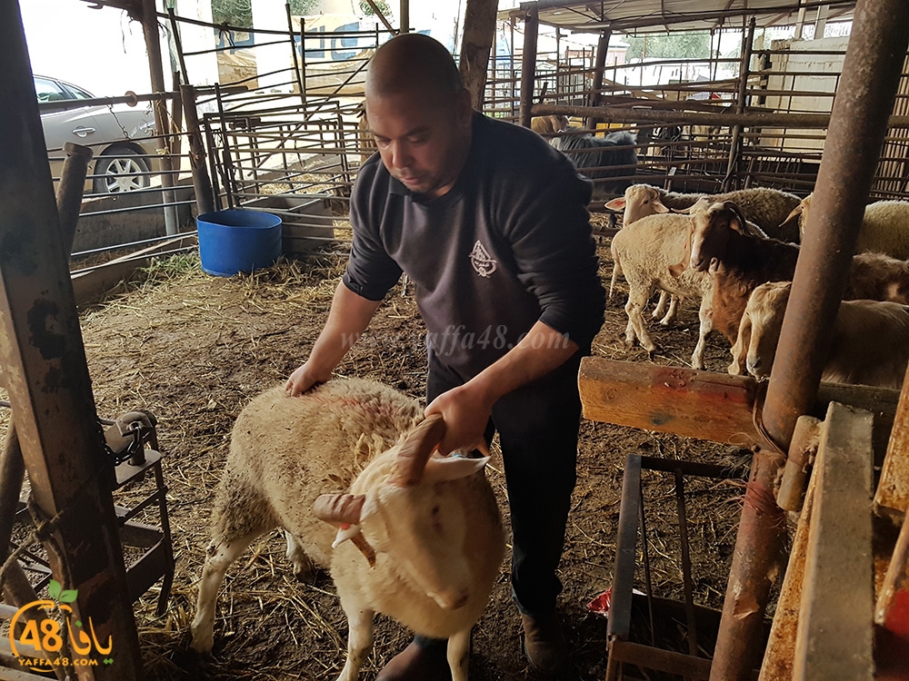 dab7 kharoof jam3iya (4).jpg